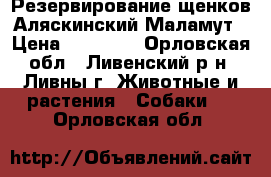 Резервирование щенков Аляскинский Маламут › Цена ­ 20 000 - Орловская обл., Ливенский р-н, Ливны г. Животные и растения » Собаки   . Орловская обл.